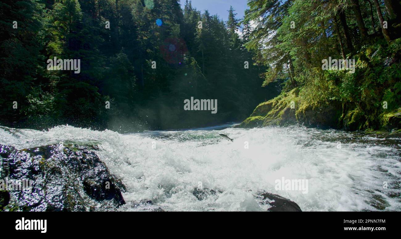 Streams flow down the rocks. A fish jumped out of the white rushing ...