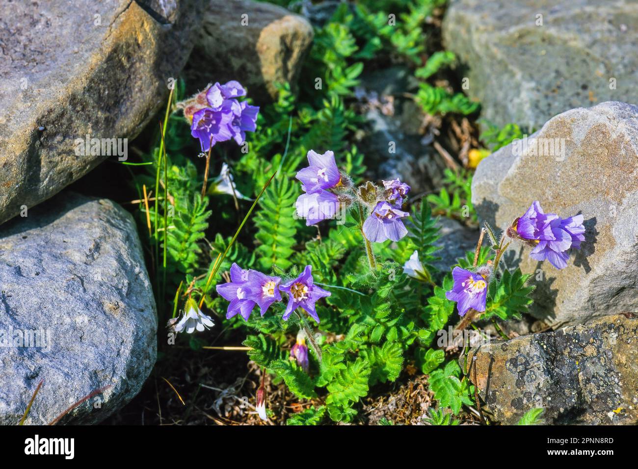 Northern jacob's-ladder flowers in the summer Stock Photo