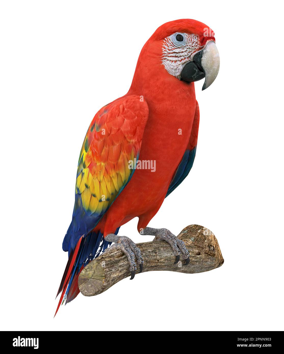 Scarlet Macaw Bird Isolated Stock Photo Alamy