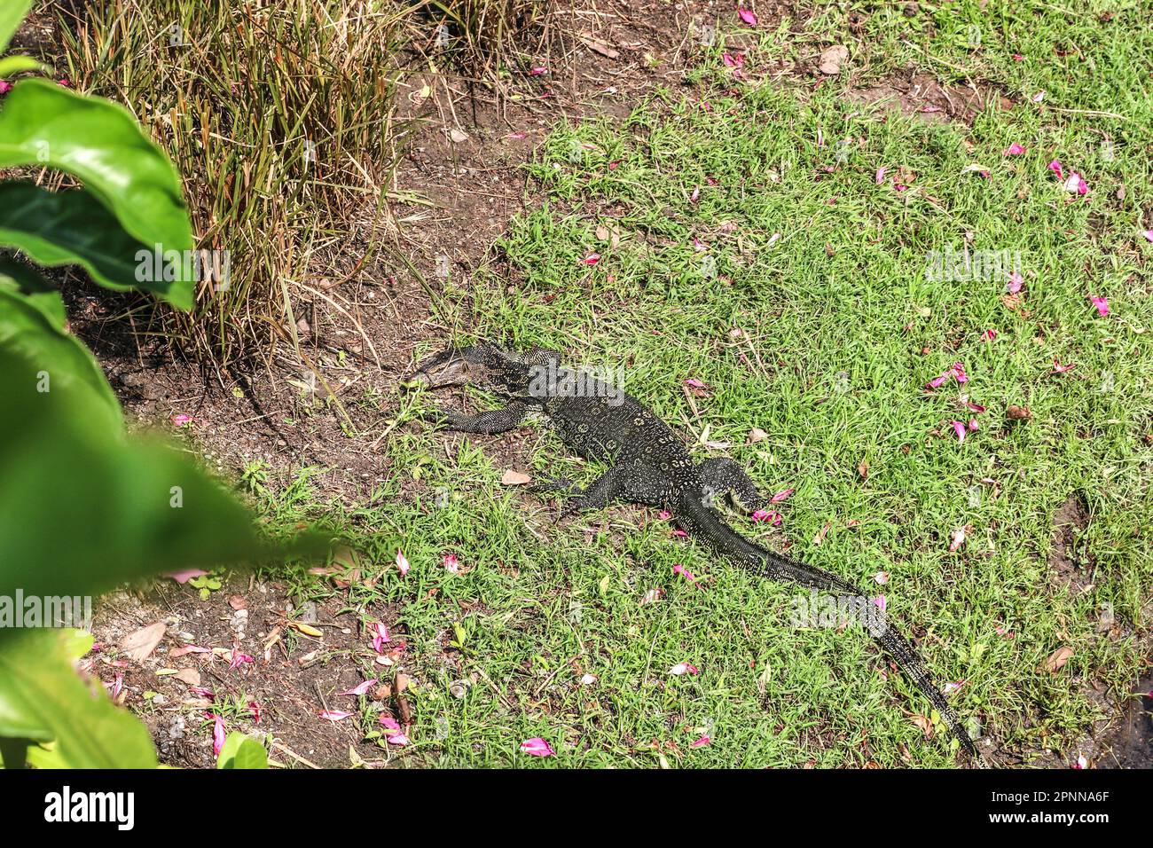 Water Monitor, Varanus salvator, climbed out of the water to bask in the sun at a park in Bangkok, Thailand. Stock Photo