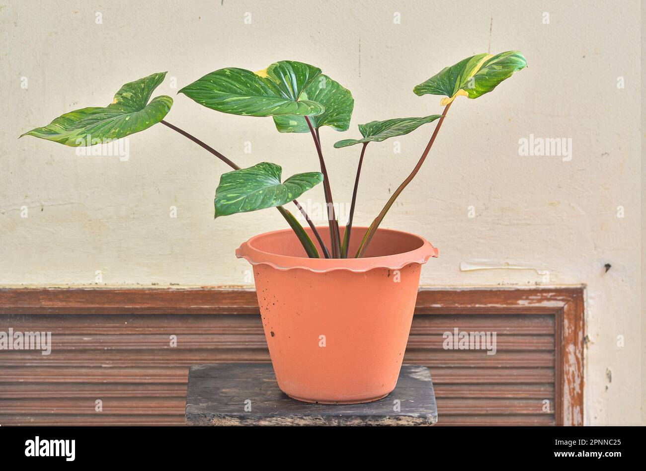 Beautiful Homalomena Rubescens Variegated in pot Stock Photo - Alamy
