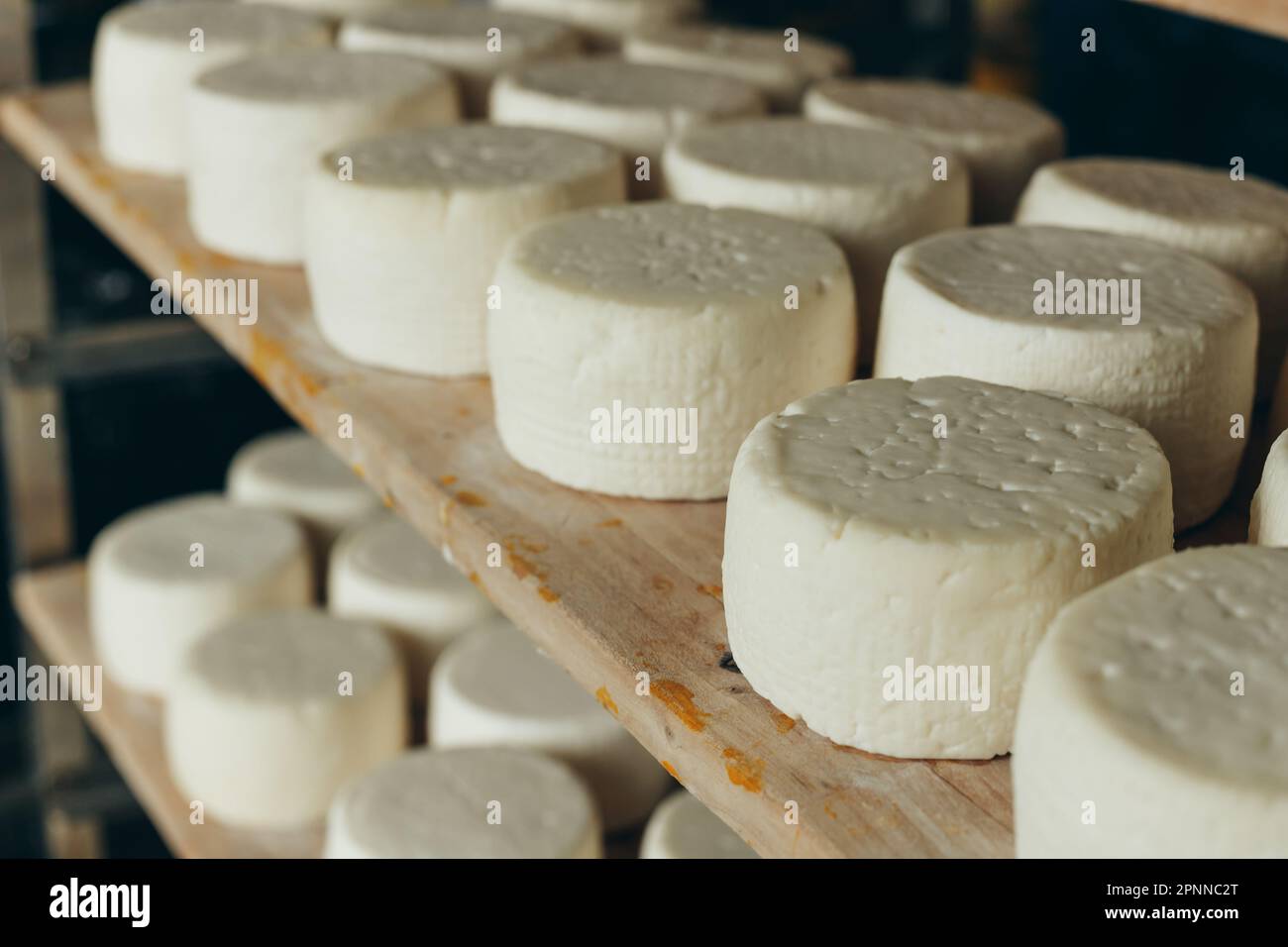 Abundance of Heads of Goat Cheese on Shelf Stands Arranged to Ripen on