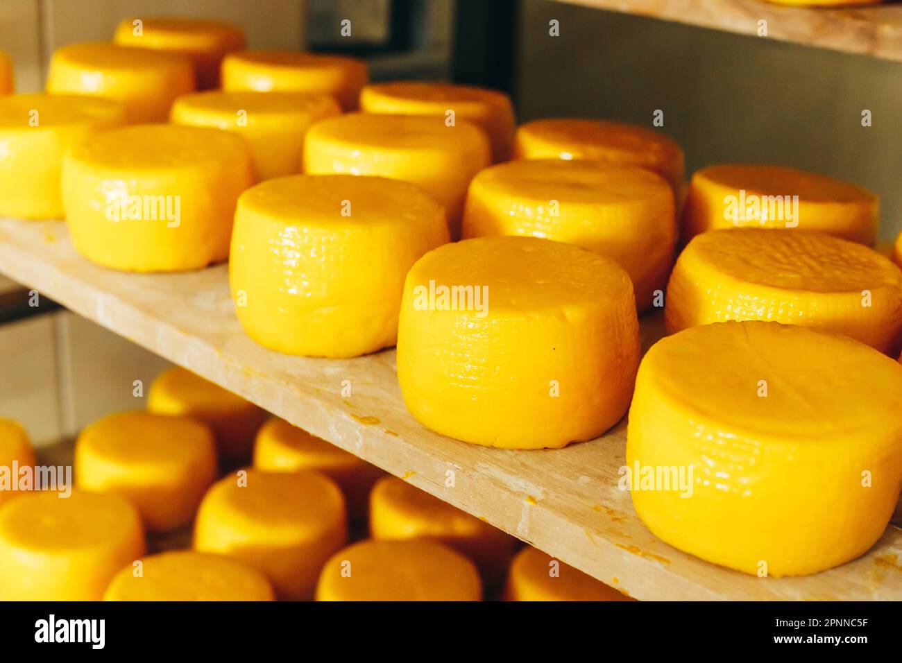 Abundance of Heads of Goat Cheese on Shelf Stands Arranged to Ripen on Cheese Farm Stock Photo