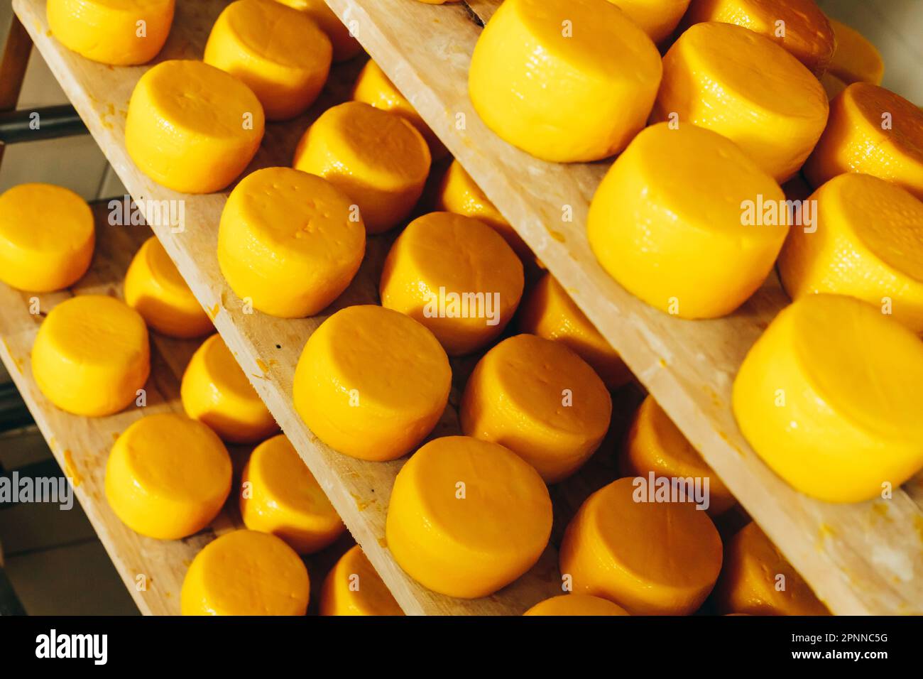 Abundance of Heads of Goat Cheese on Shelf Stands Arranged to Ripen on