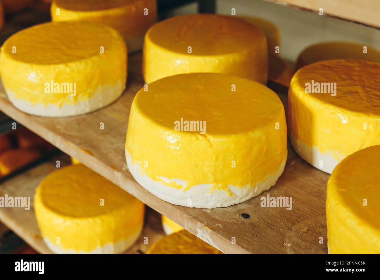 Abundance of Heads of Goat Cheese on Shelf Stands Arranged to Ripen on