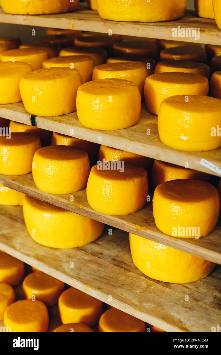 Abundance of Heads of Goat Cheese on Shelf Stands Arranged to Ripen on