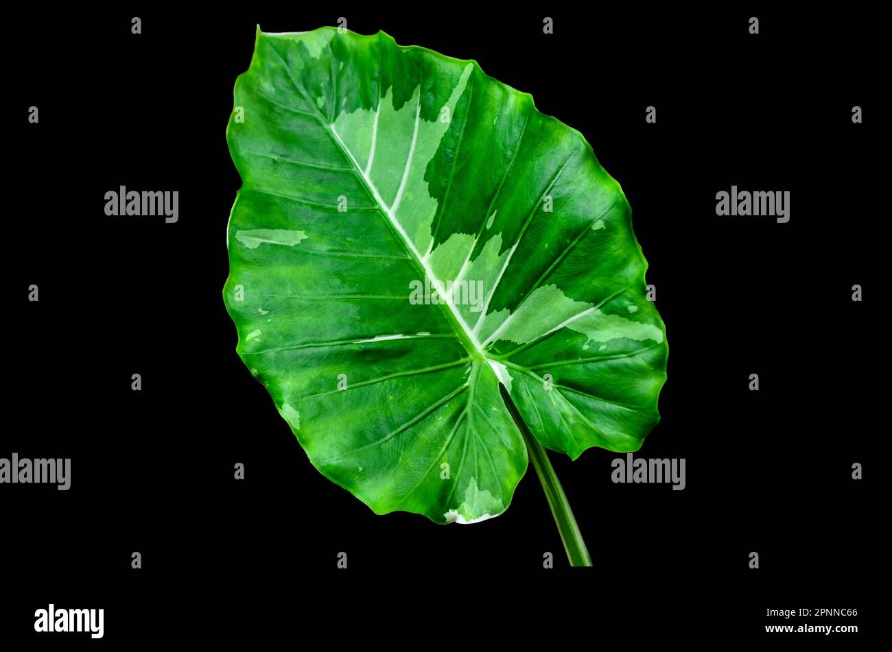 Alocasia odora Okinawa Silver flora on black background Stock Photo - Alamy