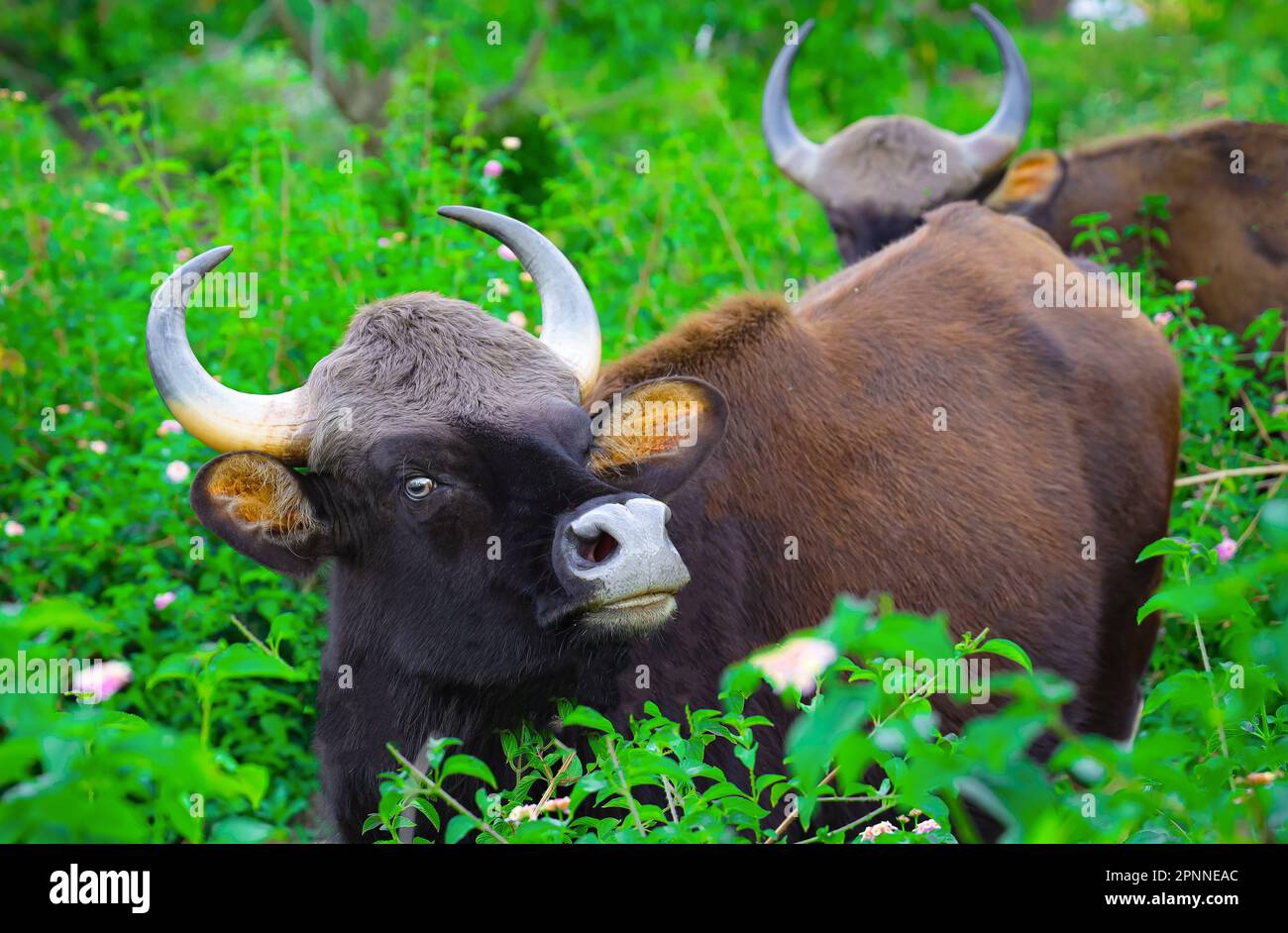 A bull in a field of green grass Stock Photo - Alamy