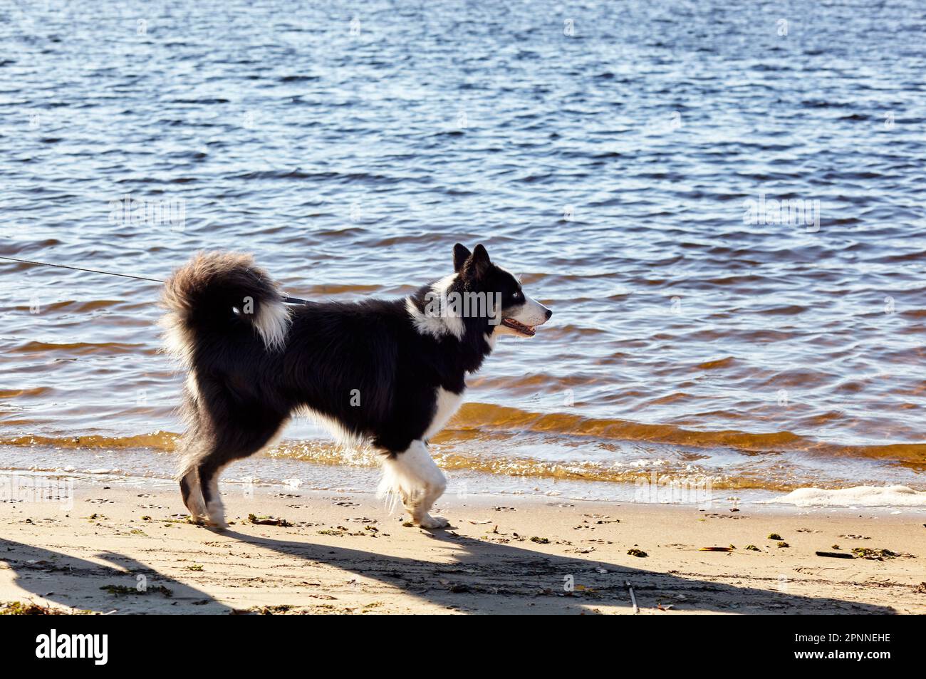 Siberian laika on a beach. Dog on nature walk Stock Photo