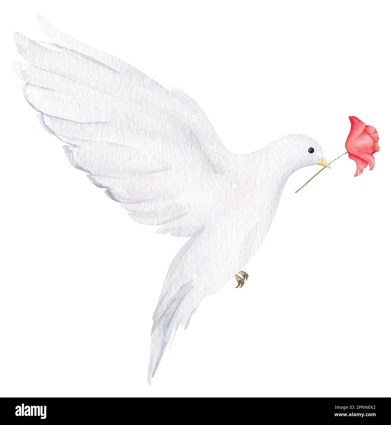 Hand drawn white dove with red poppy flower. Watercolor design element for Remembrance Day, Anzac Day. Stock Photo