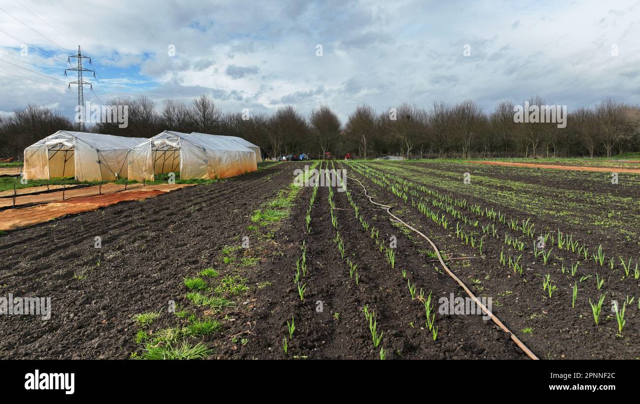 Seedlings garlic Allium cepa a young planting bulb bio detail