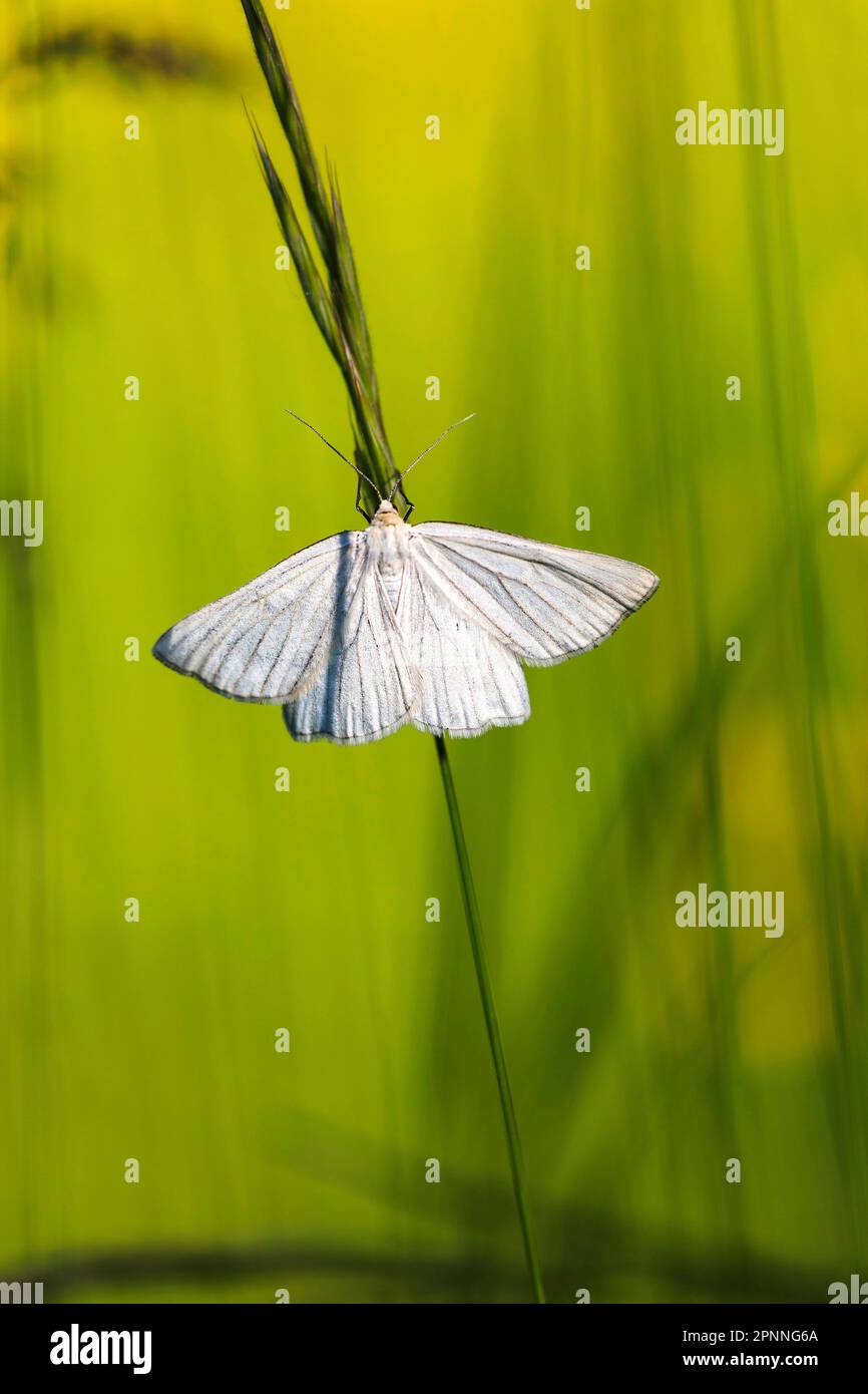 Weissling (Pieridae), white butterfly on the Neuffener Heide, Neuffen, Baden-Wuerttemberg, Germany Stock Photo