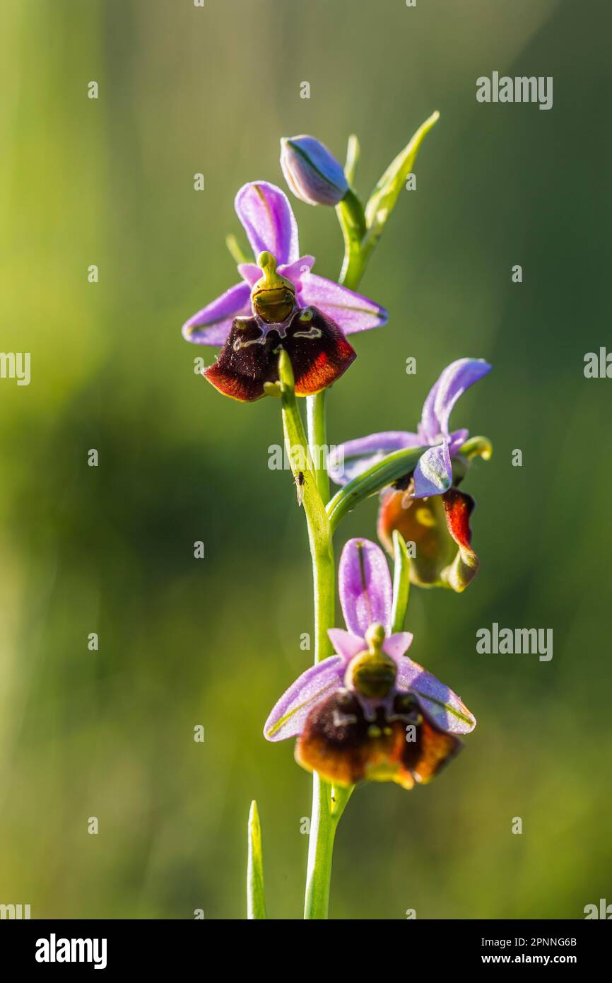 Bumblebee's ragwort (Ophrys holoserica), orchid on Neuffener Heide, Neuffen, Baden-Wuerttemberg, Germany Stock Photo