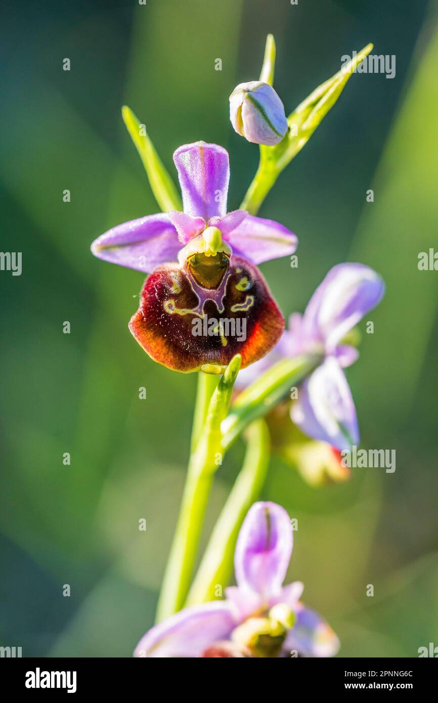 Bumblebee's ragwort (Ophrys holoserica), orchid on Neuffener Heide, Neuffen, Baden-Wuerttemberg, Germany Stock Photo