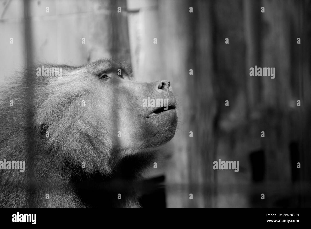 black and white portrait of a sad baboon Stock Photo