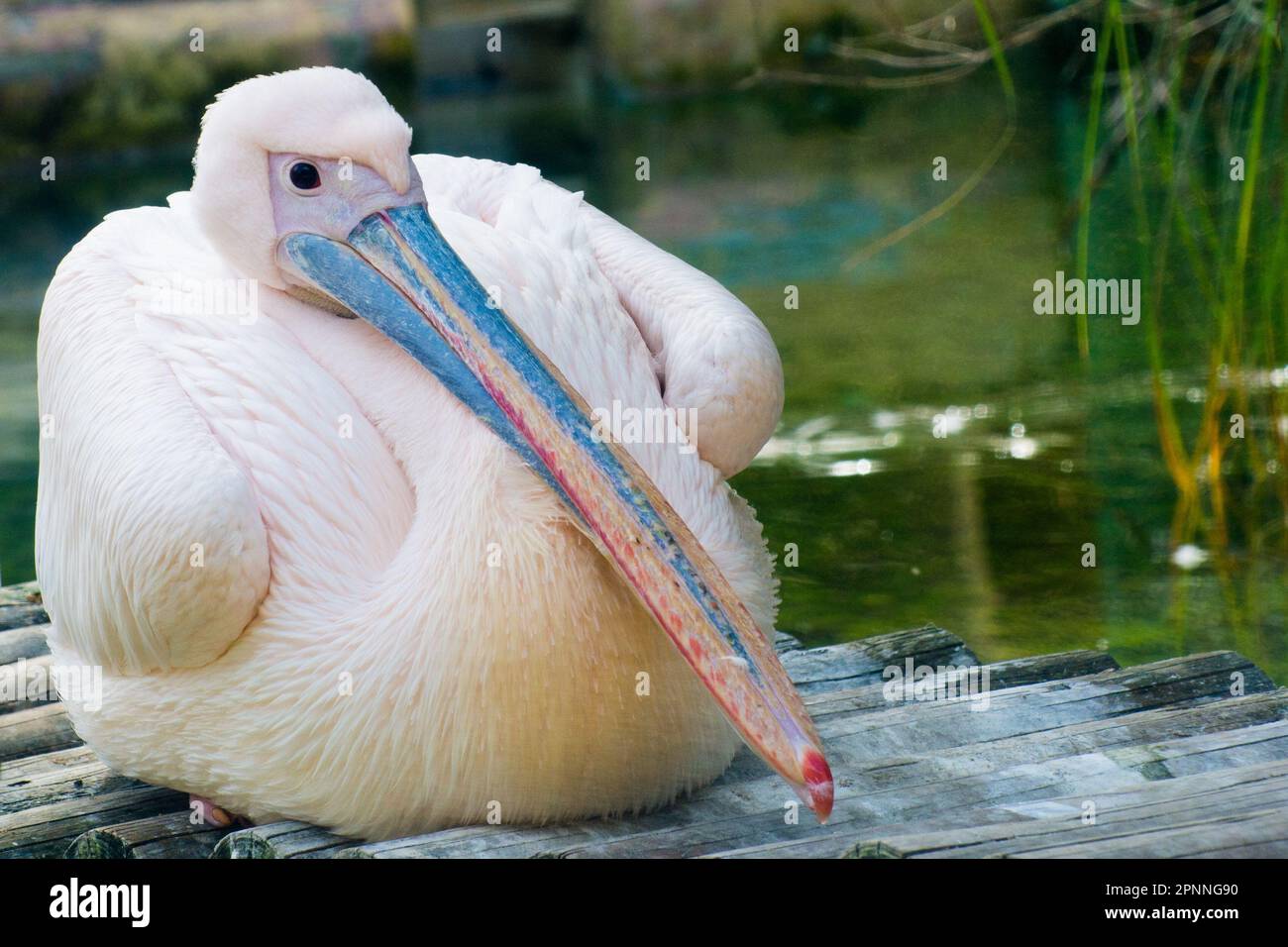 Zoo pelikan hi-res stock photography and images - Alamy