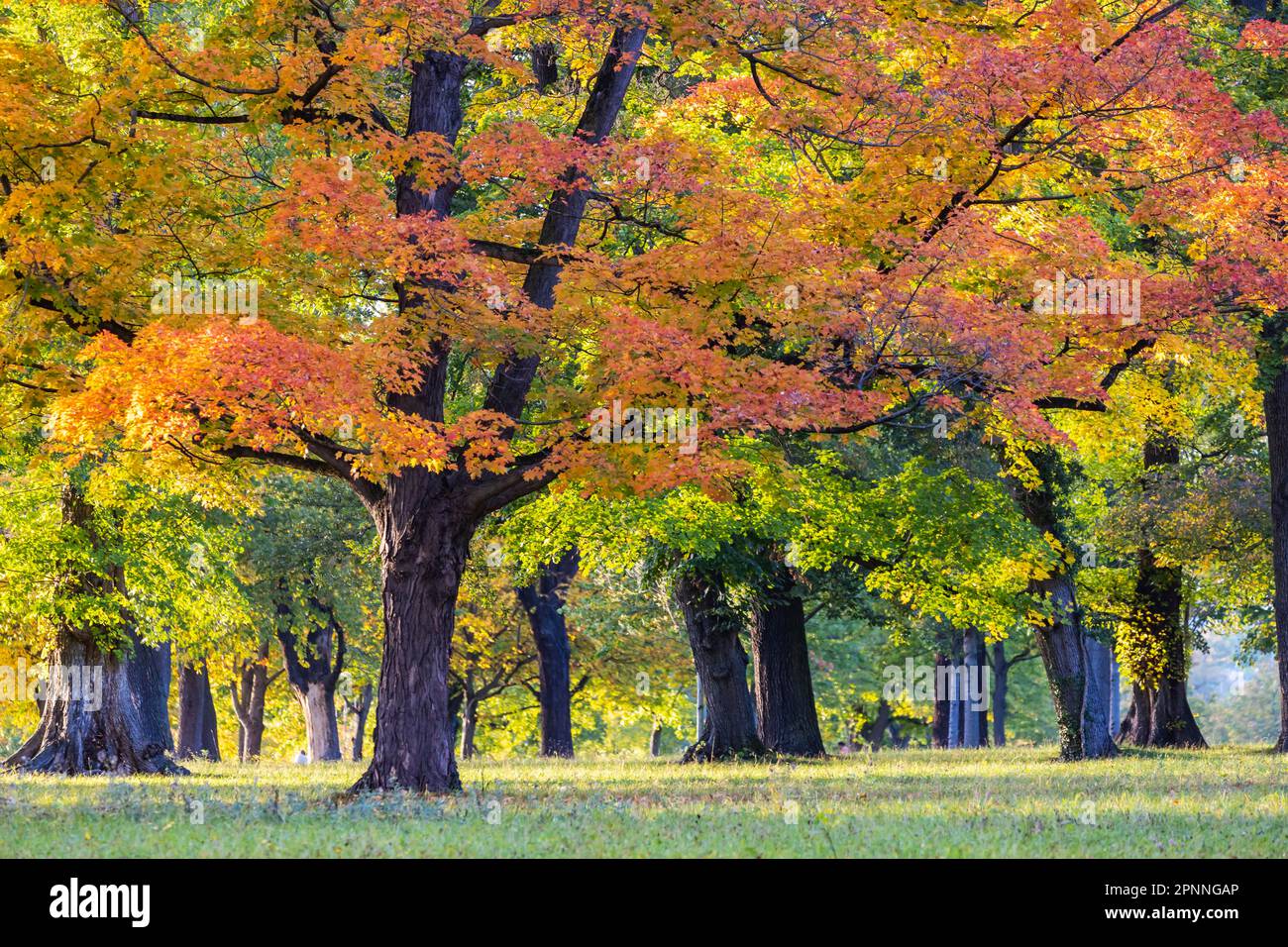 Trees in autumn with colourful foliage, Indian Summer in Rosenstein Park, Stuttgart, Baden-Wuerttemberg, Germany Stock Photo