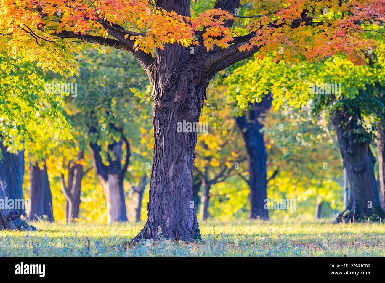 Trees in autumn with colourful foliage, Indian Summer in Rosenstein Park, Stuttgart, Baden-Wuerttemberg, Germany Stock Photo
