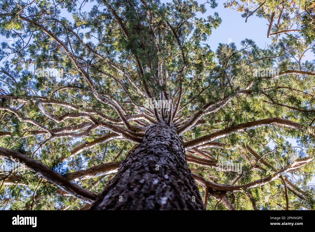 Sequoia (Sequoioideae), Wilhelma Zoological-Botanical Garden, Bad ...