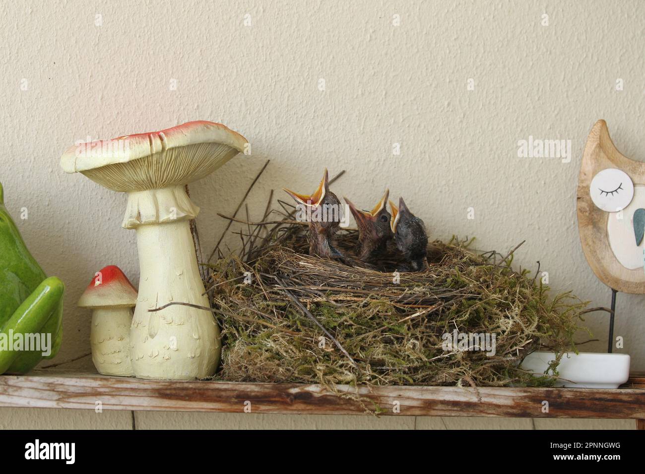 Blackbird (Turdus merula) Young birds begging for food in the nest on