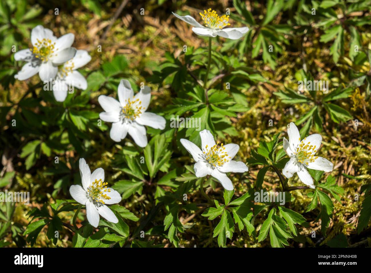 Wood anemone (Anemonoides nemorosa), Oberstdorf, Oberallgaeu, Allgaeu