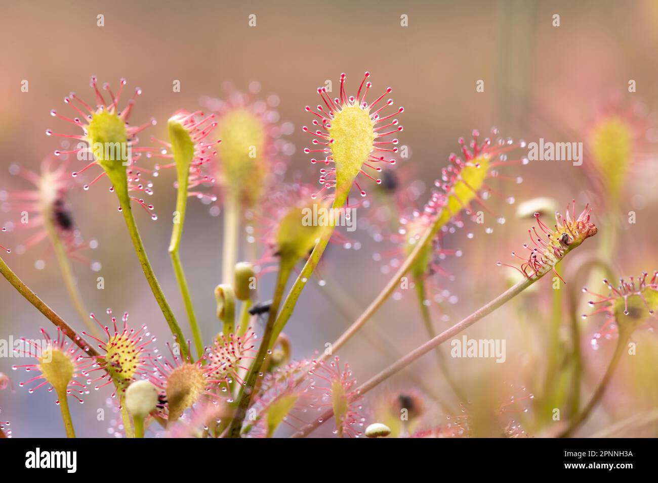 Oblong-leaved sundew (Drosera intermedia), several plants from the side ...