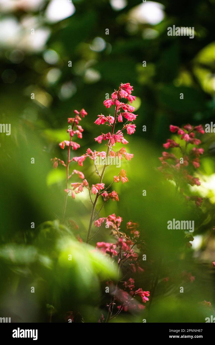 A vertical shot of Coral bell flowers amid a lush green forest of trees Stock Photo