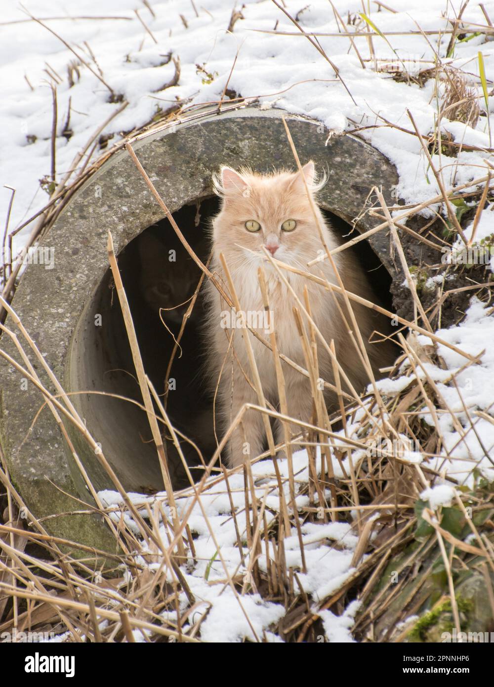 Cat hiding in a drain pipe during winter Stock Photo Alamy