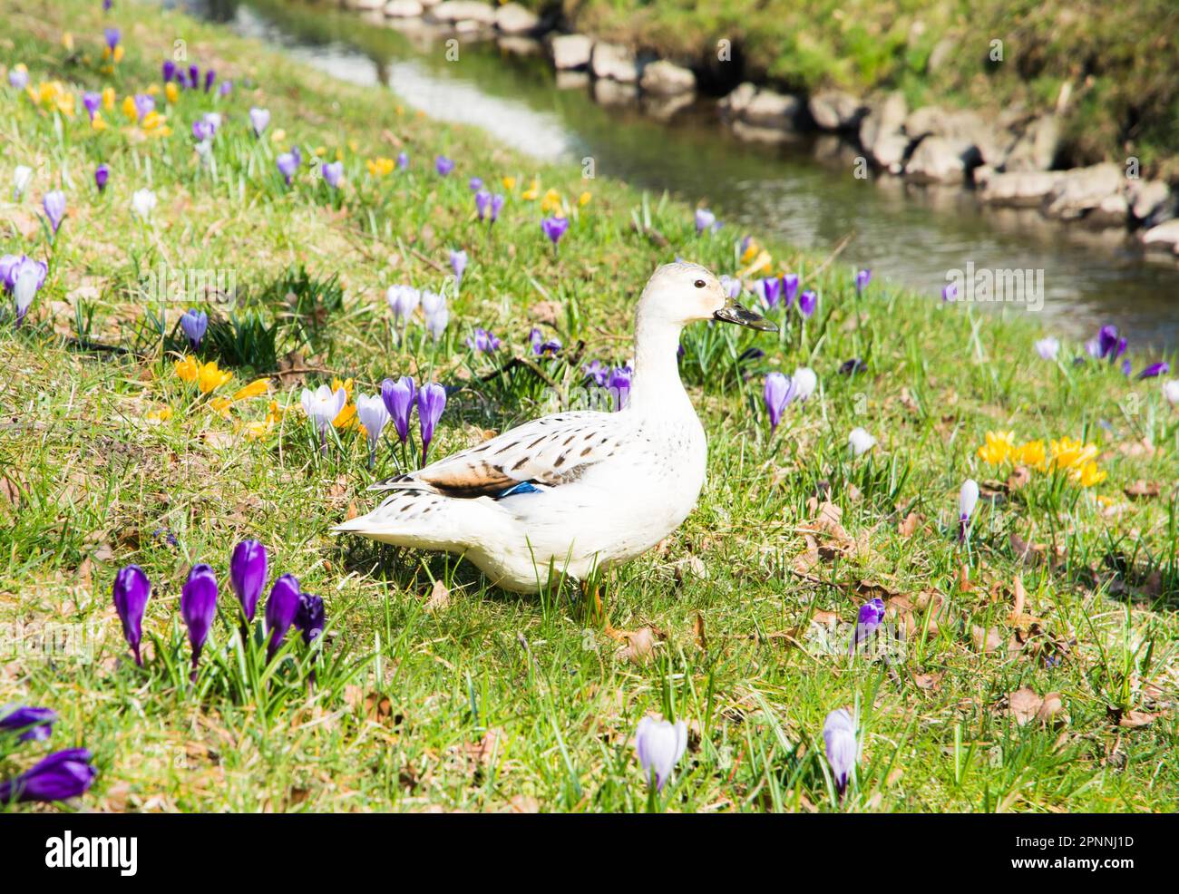 Duck-flower stock photo - Minden Pictures