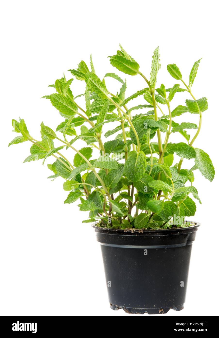Isolated fresh mint plant in a flower pot Stock Photo - Alamy
