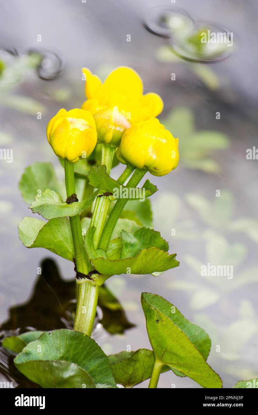 Closeup of a yellow marsh marigold flower Stock Photo