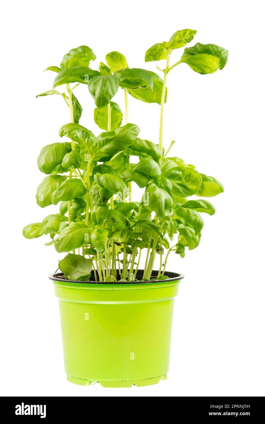 Isolated fresh basil plant in a flower pot Stock Photo Alamy
