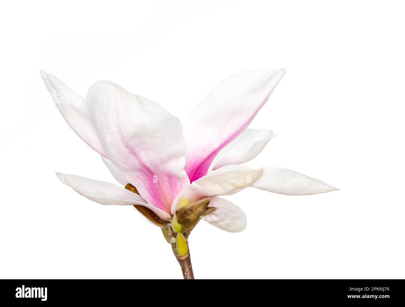 Pink blossom of a magnolia tree Stock Photo - Alamy