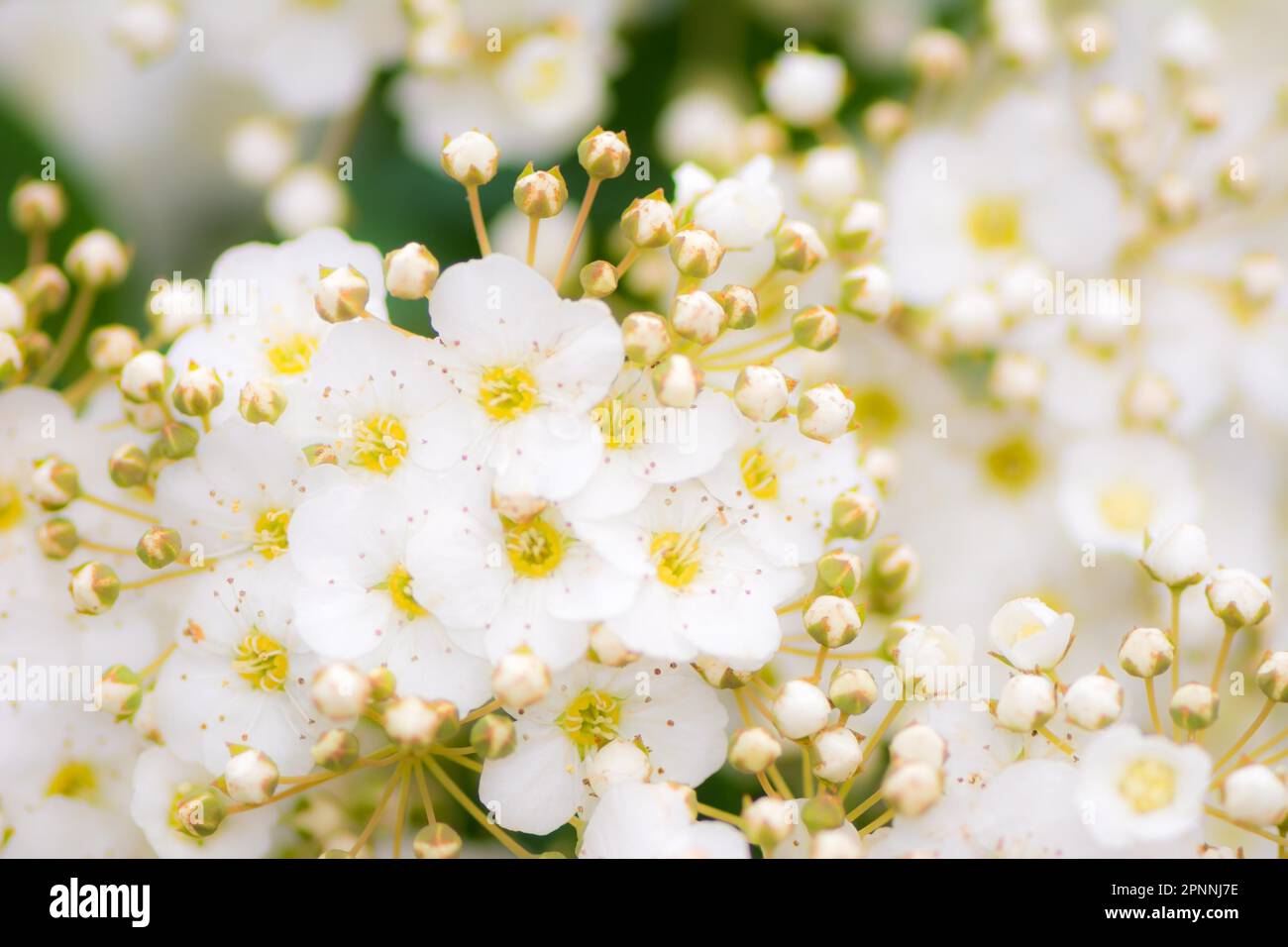 Blossoms of Bridalwreath bush with shallow depth of filed Stock Photo