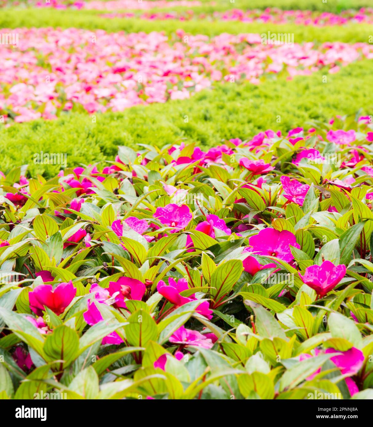 Flower bed with shallow depth of field Stock Photo