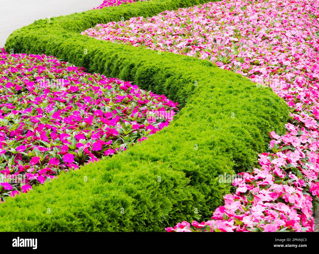 Flowerbed with a pattern forming a sinuous line Stock Photo