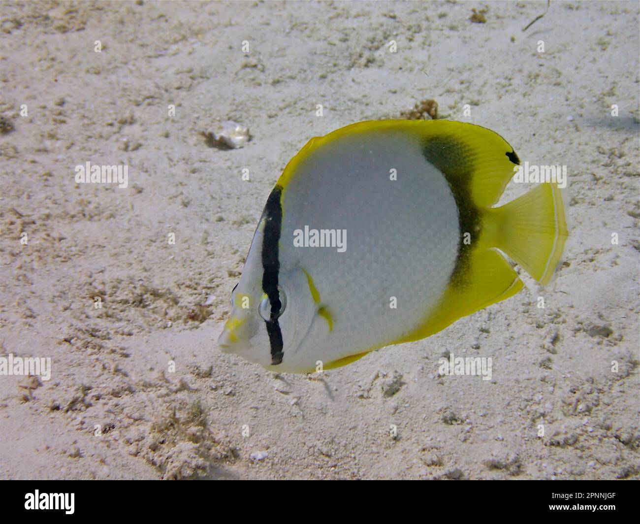 Spotfin butterflyfish (Chaetodon ocellatus), Nursery dive site, Tavernier, Florida Keys, Florida, USA Stock Photo