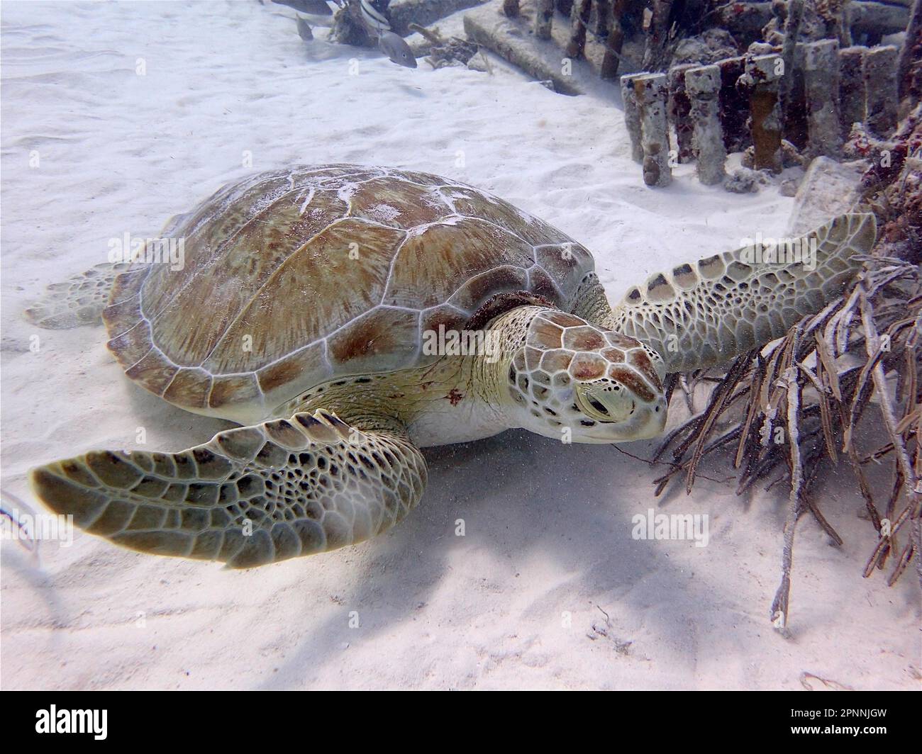 Green turtle (Chelonia mydas), Nursery dive site, Tavernier, Florida Keys, Florida, USA Stock Photo