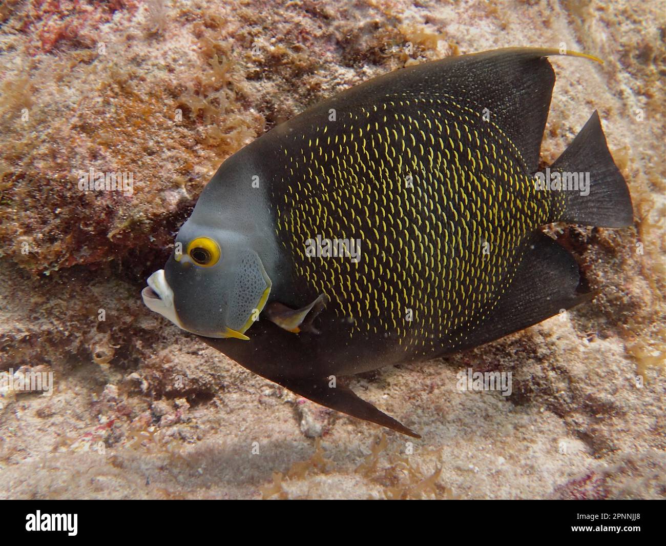 French angelfish (Pomacanthus paru), Nursery dive site, Tavernier, Florida Keys, Florida, USA Stock Photo