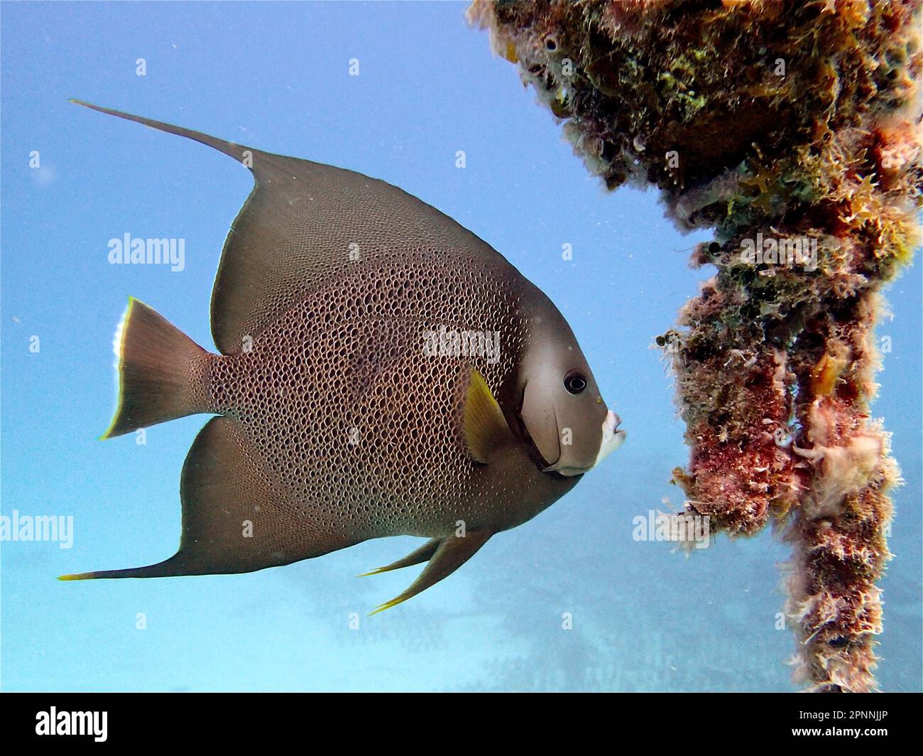 Gray angelfish (Pomacanthus arcuatus), Nursery dive site, Tavernier, Florida Keys, Florida, USA Stock Photo
