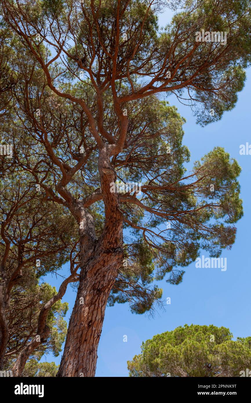 Italian stone pine (Pinus pinea) in La Pineta Granducale, Parco Regionale della Maremma, Province of Grosseto, Tuscany, Italy Stock Photo