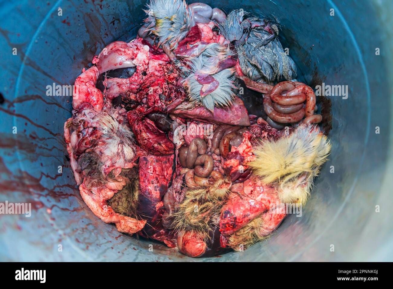 Intestines, after the hunt the shot game is taken care of, what is not usable is collected in a barrel, Boeblingen, Baden-Wuerttemberg, Germany Stock Photo