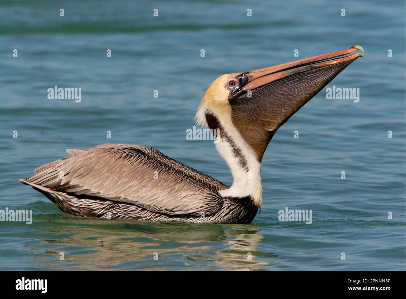 Brown Pelican (Pelecanus occidentalis) adult, swallowing fish, swimming at sea, Sanibel Island, Florida (U.) S. A Stock Photo