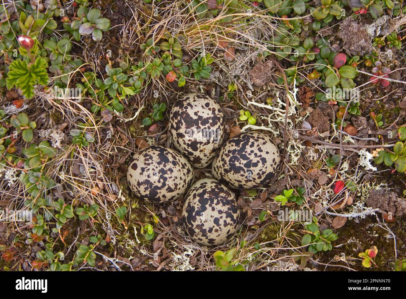 European Golden Plover Pluvialis Apricaria Four Eggs In Nest 
