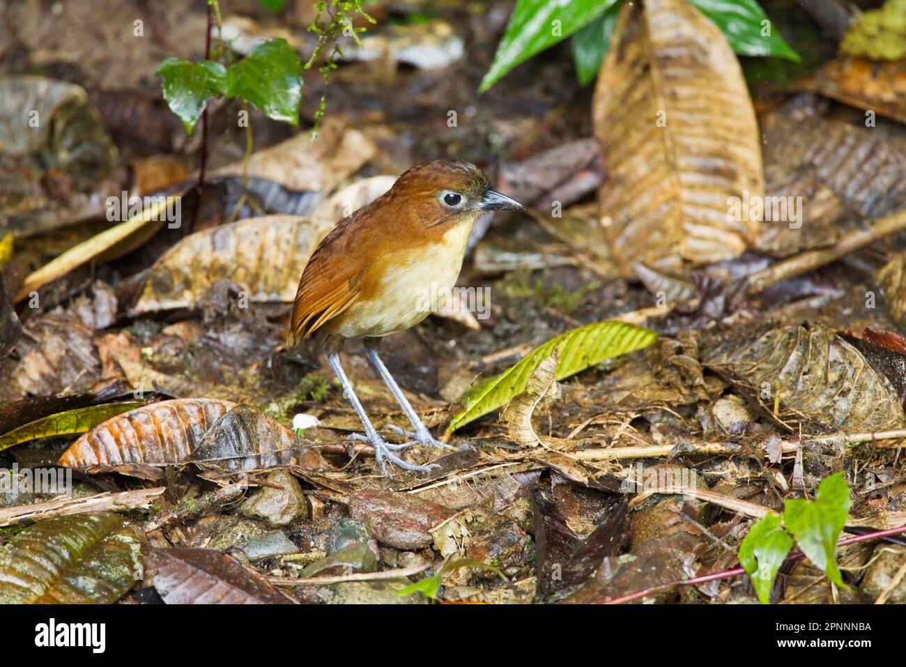 Yellowbreasted Antpitta (Grallaria flavotincta), adult, standing on
