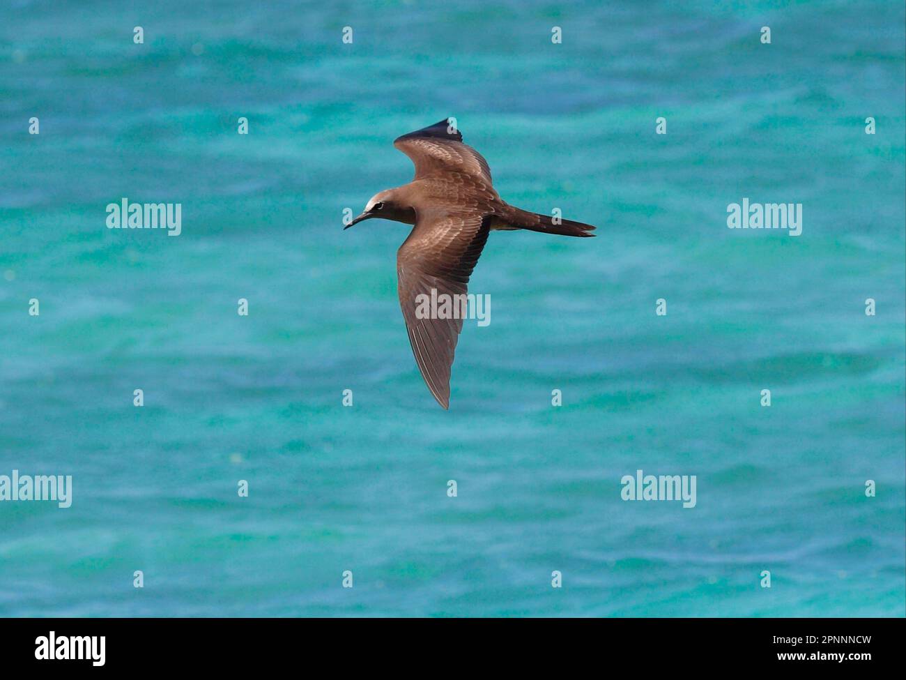 Brown brown noddy (Anous stolidus) adult, in flight over the sea, Lady Elliot Island, Queensland, Australia Stock Photo