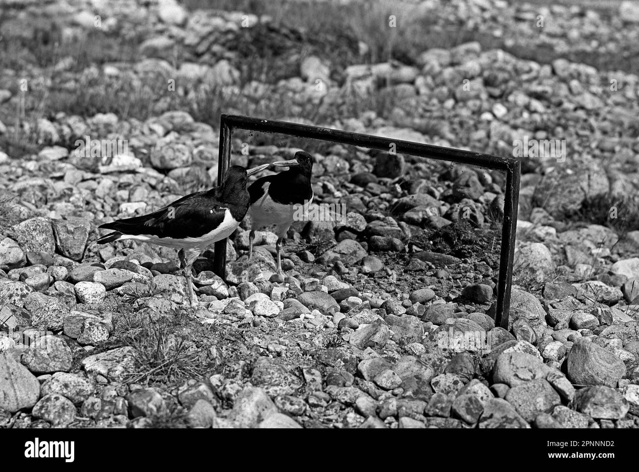 The Oystercatcher looking at its reflection in the mirror, Loch Morlich