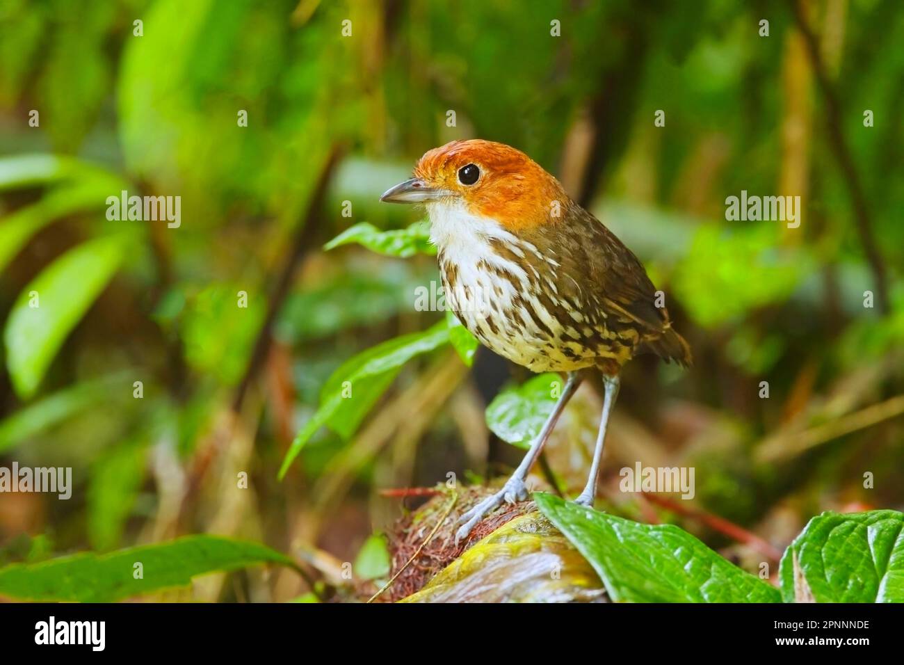Adult chestnut-crowned antpitta (Grallaria ruficapilla), standing on the ground of montane rainforest, San Isidro, Andes, Ecuador Stock Photo