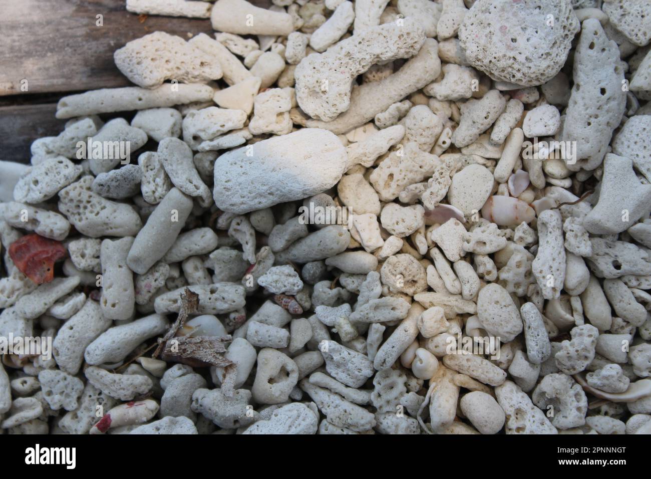 heap of pieces of coral on a coral island with a patch of sunlight Stock Photo