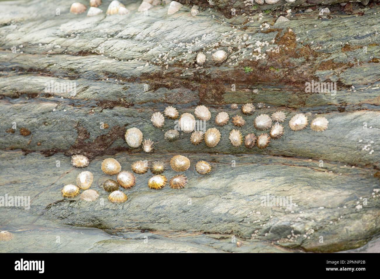 Limpets on rock in rocky shore tide pool or rock pool, Scutellastra granularis, Granular limpet Stock Photo